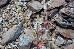 Collinsia tinctoria