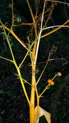 Dracaena aletriformis