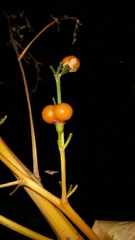 Dracaena aletriformis