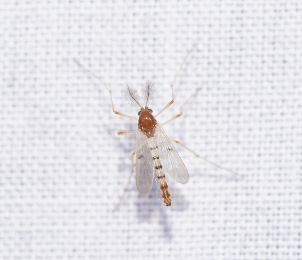 Anatopynia pallipes