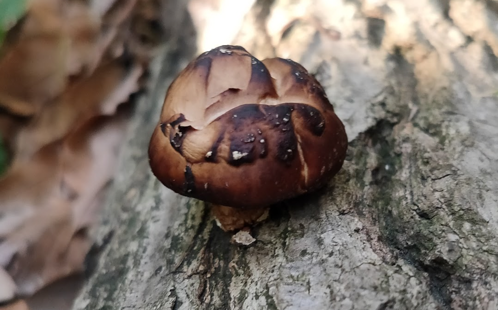 Lentinula edodes · March 2022 · photo: © konoda (iNaturalist, cc-by-nc)