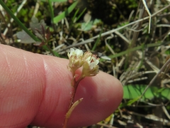 Micranthes texana