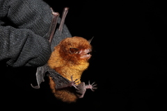 Myotis ruber