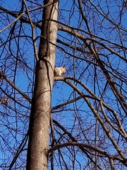 Sciurus vulgaris