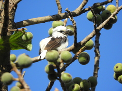 Lybius leucocephalus