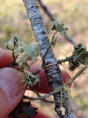 Usnea mutabilis