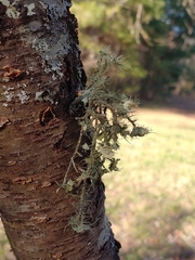 Usnea mutabilis