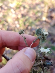 Usnea mutabilis