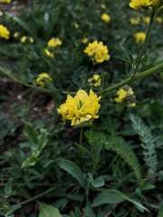 Medicago falcata