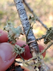 Usnea mutabilis