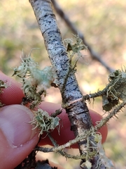 Usnea mutabilis