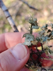 Usnea mutabilis