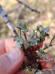 Usnea mutabilis