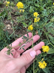 Medicago falcata