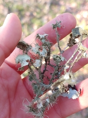 Usnea mutabilis