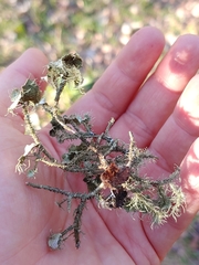 Usnea mutabilis