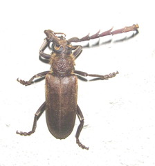 Prosphilus serraticornis
