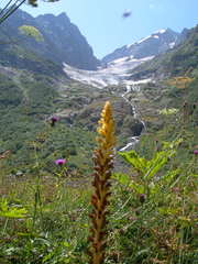 Orobanche ingens