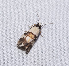 Philenora irregularis