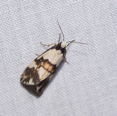 Philenora irregularis