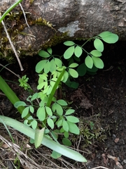 Ceratocapnos claviculata