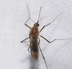 Aedes flavifrons