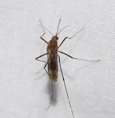 Aedes flavifrons