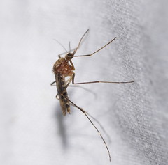 Aedes flavifrons