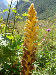 Orobanche ingens