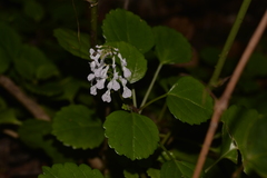 Plectranthus verticillatus