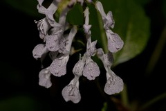 Plectranthus verticillatus