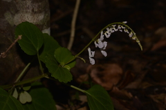 Plectranthus verticillatus