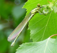 Erythromma