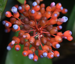 Aechmea miniata