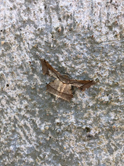 Krananda latimarginaria