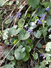 Viola suavis