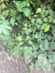 Solanum furcatum