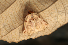 Lephana metacrocea