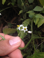 Solanum furcatum