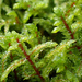 Red-stemmed Feather Moss - Photo (c) Adam Gordon, some rights reserved (CC BY-NC-ND), uploaded by Adam Gordon