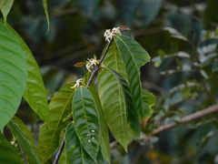 Tabernaemontana amygdalifolia