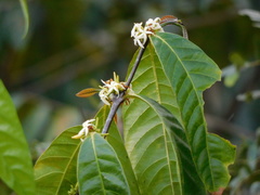 Tabernaemontana amygdalifolia