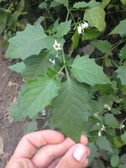 Solanum furcatum