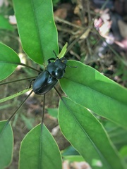 Neolucanus sinicus championi