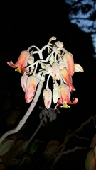 Cotyledon orbiculata oblonga