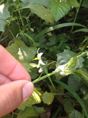Solanum furcatum