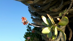 Cotyledon orbiculata oblonga