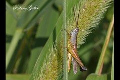 Staurorhectus longicornis
