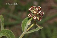 Oxypetalum arnottianum