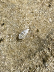 Cerithium litteratum